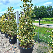 Ilex aq. 'Golden van Tol' 125-150 cm 20L