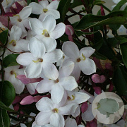 Jasminum polyanthum 150-175 cm 5,0L