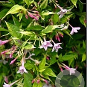 Jasminum stephanense 150-175 cm 5,0L