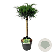 Juniperus pf. 'Mint Julep' 100-125 cm 35L breed