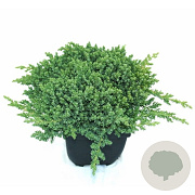 Juniperus procumbens 'Nana' 60-80 cm 20L breed