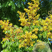 Koelreuteria pan. 'Coral Sun' 100-125 cm 20L