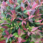 Leucothoe 'Zeblid' 50-60 cm 20L breed
