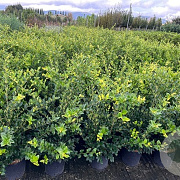 Ligustrum j. 'Texanum' 150-175 cm 20L