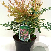 Nandina d. 'Gulf Stream' 90-100 cm 50L