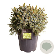 Picea omorika 'Nana' 225-250 cm cont. 130L meerstammig