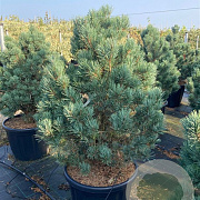 Pinus sylv. 'Watereri' 90-100 cm 35L