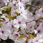 Prunus 'The Bride' 175-200 cm 20L