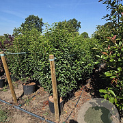 Prunus l. 'Angustifolia' 125-150 cm 20L