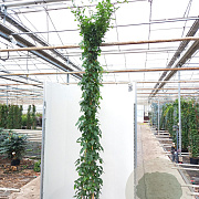 Rosa (K) 'Climbing Snow Princess' 200-250 cm 20L 3 stok