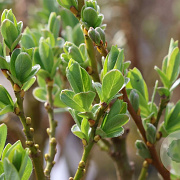 Salix tetrapla 125-150 cm 20L