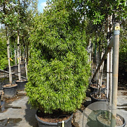 Sciadopitys verticillata 50-60 cm 12L
