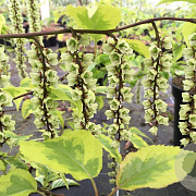 Stachyurus chin. 'Joy Forever' 125-150 cm 20L