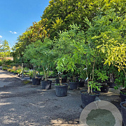 Styphnolobium japonicum 350-400 cm cont. 80L