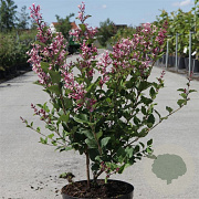 Syringa Bloomerang Pink Perfume 50-60 cm 7,5L