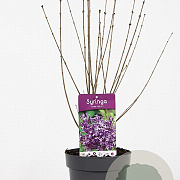 Syringa Dark Purple 30-40 cm 3,0L