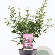 Syringa 'Josée' 30-40 cm 3,0L