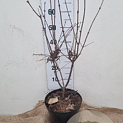 Syringa pinnatifolia 60-80 cm 7,5L