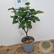 Syringa v. 'And. an Ludwig Späth' 30-40 cm 3,0L