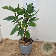 Syringa v. Beauty of Moscow 30-40 cm 3,0L