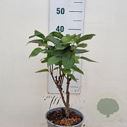 Syringa v. 'Mme Lemoine' 30-40 cm 3,0L