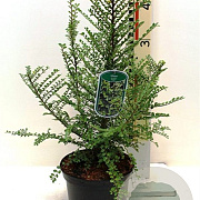Ulmus parvifolia 'Sagei' 80-100 cm 20L