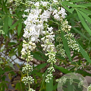 Vitex agnus-castus 'Silver Spire' 175-200 cm cont. 80L