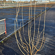 Viburnum opulus 'Roseum' 125-150 cm 20L