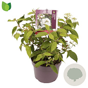 Viburnum plic. 'Watanabe' 25-30 cm 3,0L