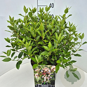 Viburnum tinus 40-50 cm 10L
