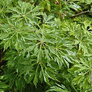 Acer japonicum 'Green Cascade' 200-250 cm cont. 180L