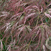 Acer pal. 'Beni-shidare' 150-175 cm 50L