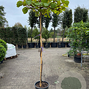 Actinidia deliciosa 'Jenny' 180 cm stam container dakvorm