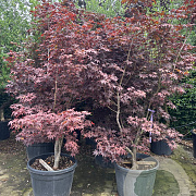 Acer pal. 'Bloodgood' 200-250 cm container meerstammig