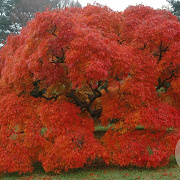 Acer pal. 'Ornatum' halfstam container