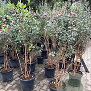 Acca sellowiana 125-150 cm 25L meerstammig
