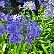 Agapanthus africanus GM 18L