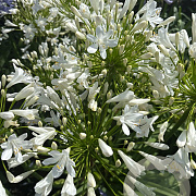 Agapanthus 'Bridal bouquet' GM cont. 90L