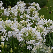 Agapanthus Everpanthus Ever White GM cont. 90L