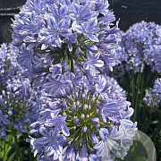Agapanthus ´Full Moon` GM cont. 90L