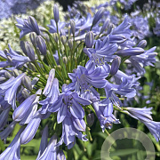 Agapanthus 'Glen Avon' GM cont. 90L