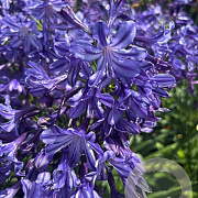 Agapanthus Poppin' Star GM cont. 90L
