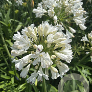 Agapanthus 'Snow Crystal' GM cont. 90L
