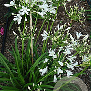 Agapanthus 'Snow Pixie' GM cont. 90L