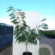 Albizia julibr. Ombrella 200-250 cm 40L