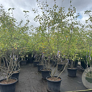 Amelanchier lamarckii 200-250 cm cont. 110L