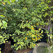 Amelanchier lamarckii 200-250 cm cont. 160L extra