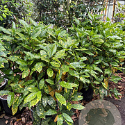 Aucuba jap. 'Crotonifolia' 90-100 cm 25L