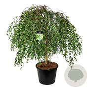 Betula p. 'Youngii' 14-16 HO cont. 180L