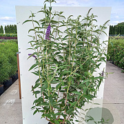 Buddleja d. 'Empire Blue' 225-250 cm container meerstammig extra